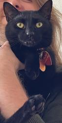 Reunited Male Cat last seen Slater and Springdale, Huntington Beach, CA 92649
