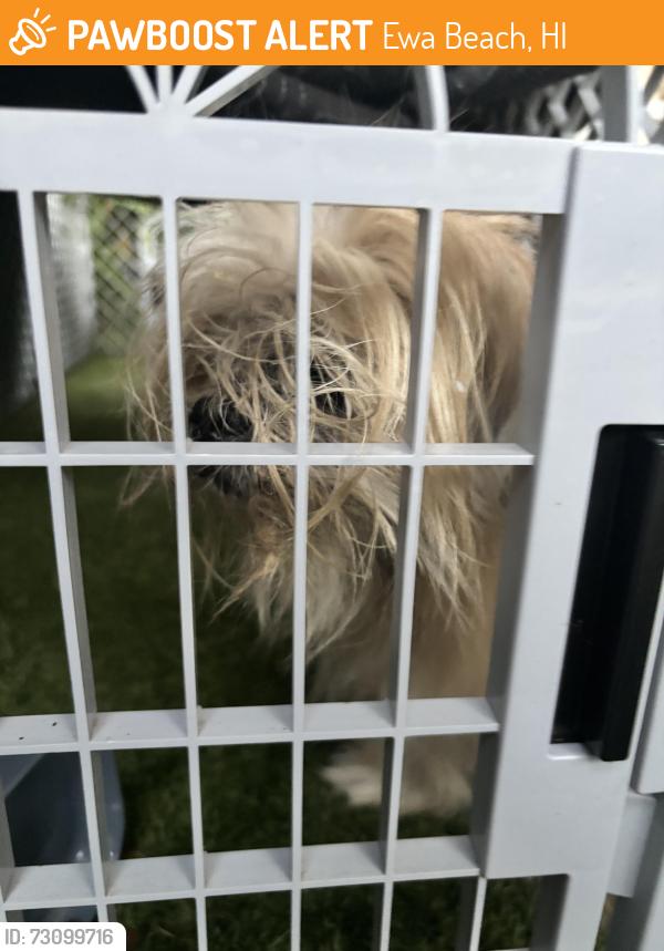 Found/Stray Female Dog last seen Renton and Tenney, Ewa Beach, HI 96706