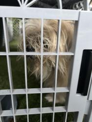 Found/Stray Female Dog last seen Renton and Tenney, Ewa Beach, HI 96706