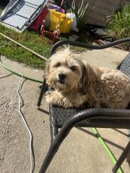 Reunited Female Dog last seen El monte ca, El Monte, CA 91732