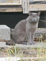 Found/Stray Male Cat last seen Johnson Point Rd NE/Johnson Point Loop NE, Olympia, WA 98516