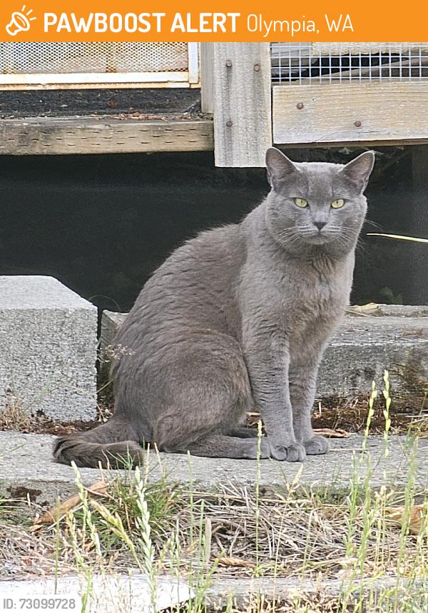 Found/Stray Male Cat last seen Johnson Point Rd NE/Johnson Point Loop NE, Olympia, WA 98516