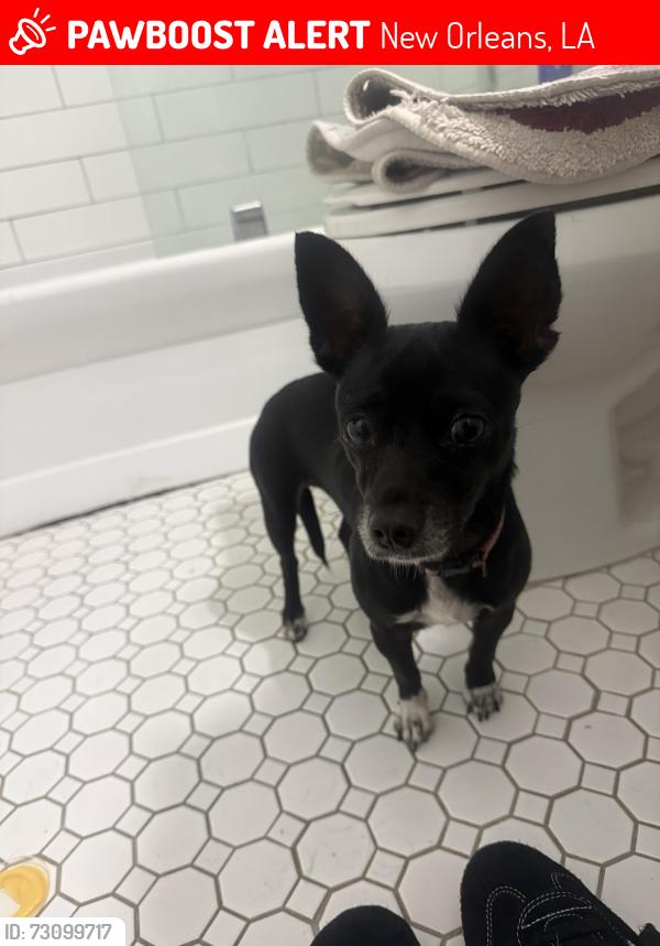 Lost Female Dog last seen Near n Claiborne, New Orleans, LA 70116