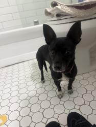 Lost Female Dog last seen Near n Claiborne, New Orleans, LA 70116