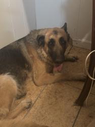 Found/Stray Female Dog last seen 59th ave and missouri, Glendale, AZ 85301