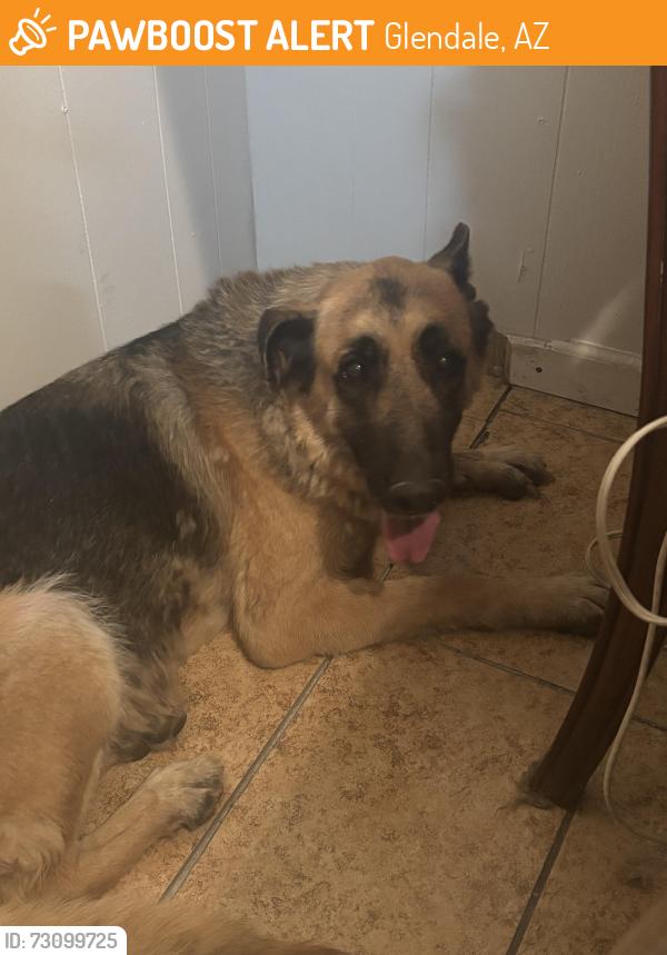 Found/Stray Female Dog last seen 59th ave and missouri, Glendale, AZ 85301
