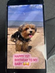 Lost Male Dog last seen Near grant st, Gary, IN 46408