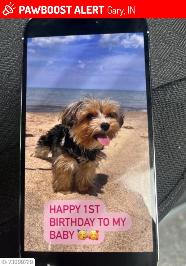Lost Male Dog last seen Near grant st, Gary, IN 46408