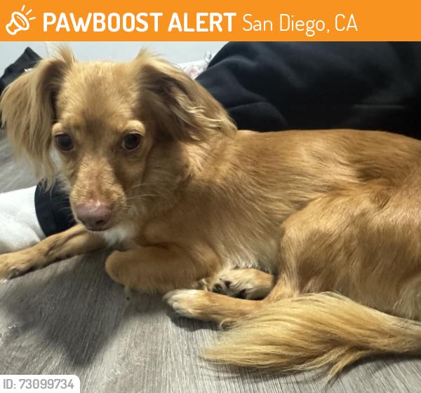 Found/Stray Female Dog last seen Harrison ave, San Diego, CA 92113