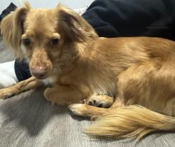 Found/Stray Female Dog last seen Harrison ave, San Diego, CA 92113