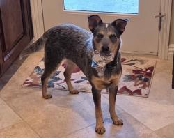 Reunited Female Dog last seen Richfield and Trail View, Yorba Linda, Yorba Linda, CA 92886