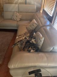 Lost Female Dog last seen 132nd Ave and 8th street, Miami, FL 33184