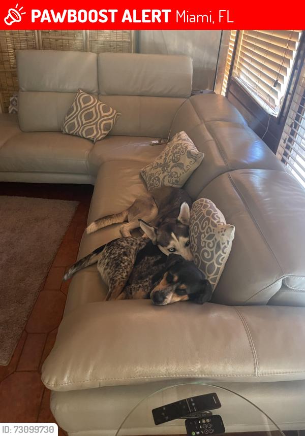 Lost Female Dog last seen 132nd Ave and 8th street, Miami, FL 33184