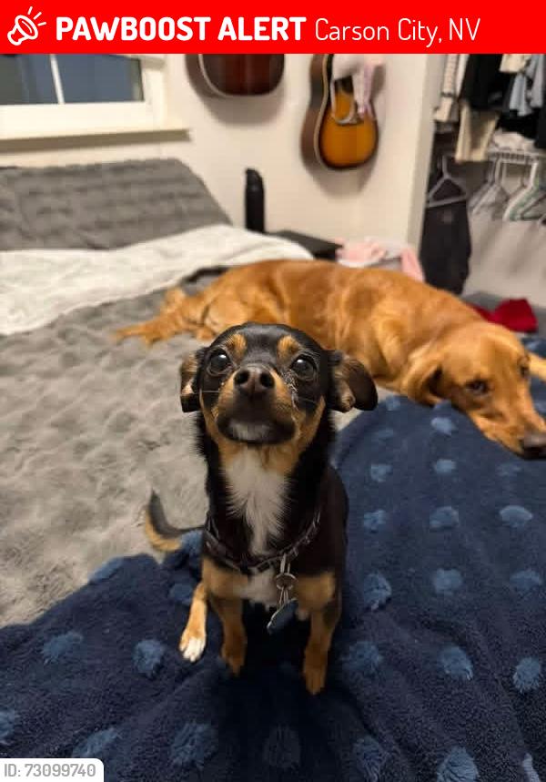 Lost Female Dog last seen Hudson & Gentry, Carson City, NV 89701