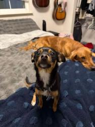 Lost Female Dog last seen Hudson & Gentry, Carson City, NV 89701
