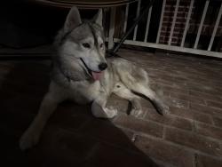 Reunited Male Dog last seen Along Banana Ave and Cherry Ave, Fontana, CA 92337