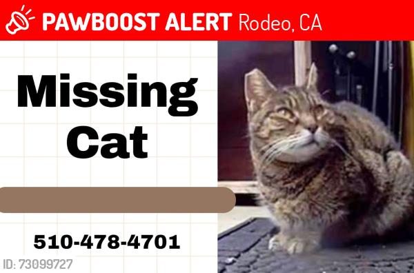 Lost Female Cat last seen Near Bodega way rodeo ca, Rodeo, CA 94572