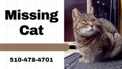 Lost Female Cat last seen Near Bodega way rodeo ca, Rodeo, CA 94572