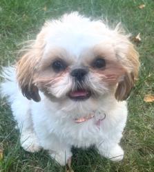 Reunited Female Dog last seen Lost for twi hours, Broken Arrow, OK 74012