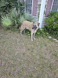 Found/Stray Male Dog last seen Near, Conway, SC 29526