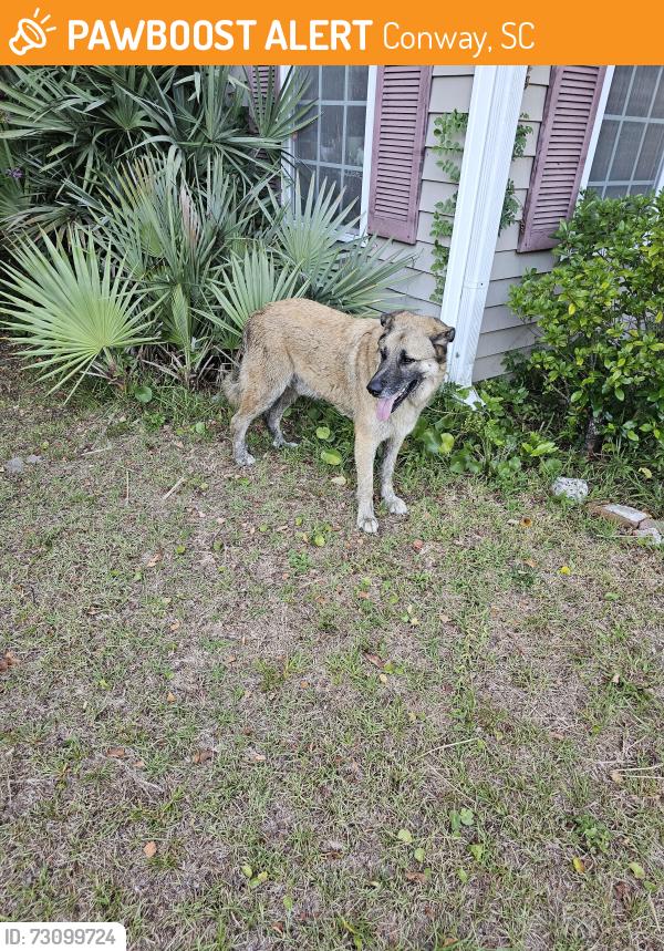 Found/Stray Male Dog last seen Near, Conway, SC 29526