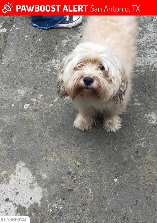 Lost Male Dog last seen Patton y Valencia, San Antonio, TX 78237
