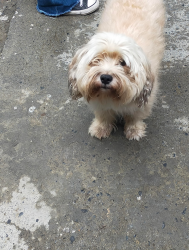 Lost Male Dog last seen Patton y Valencia, San Antonio, TX 78237
