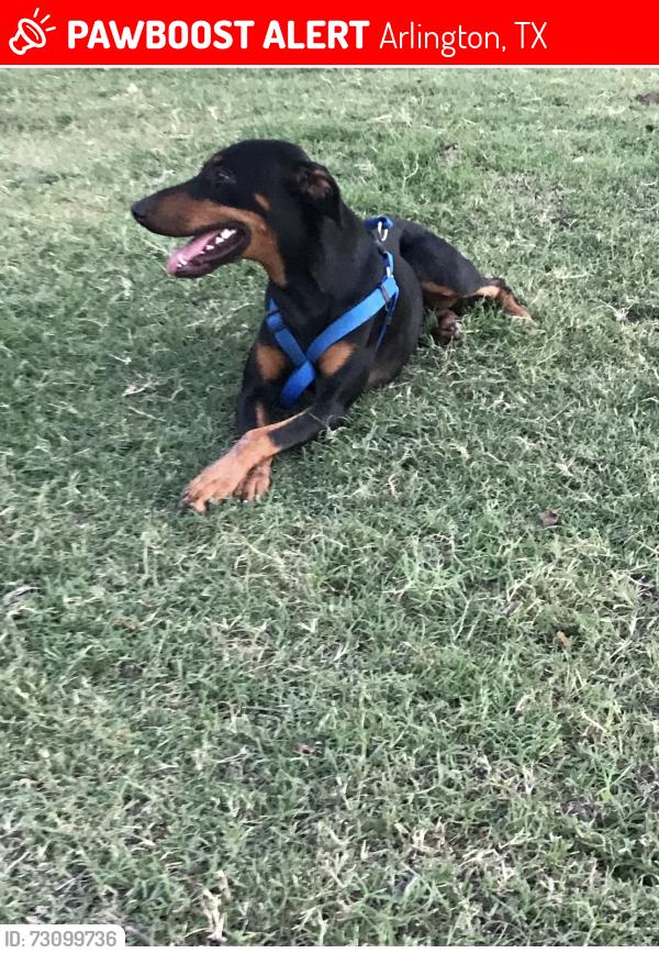 Lost Male Dog last seen Sherry st, and timberview Ln, Arlington, TX 76014