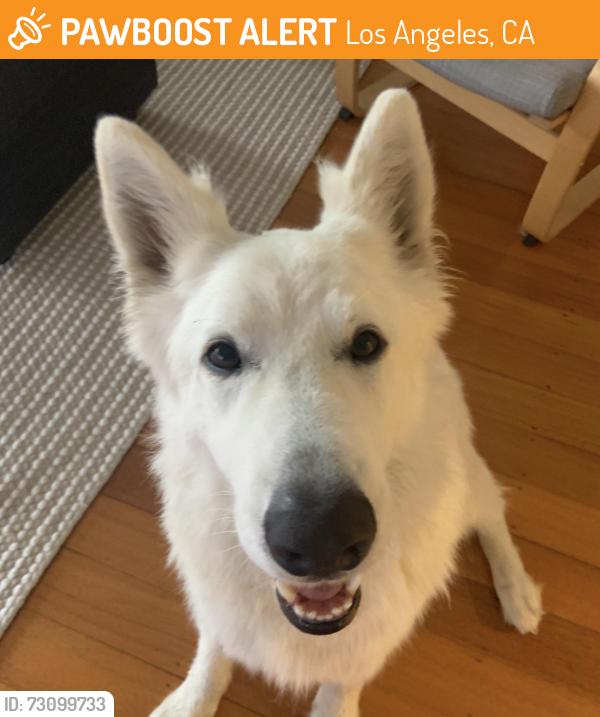 Found/Stray Female Dog last seen 54th and vermont, Los Angeles, CA 90037