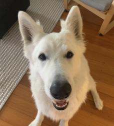 Found/Stray Female Dog last seen 54th and vermont, Los Angeles, CA 90037