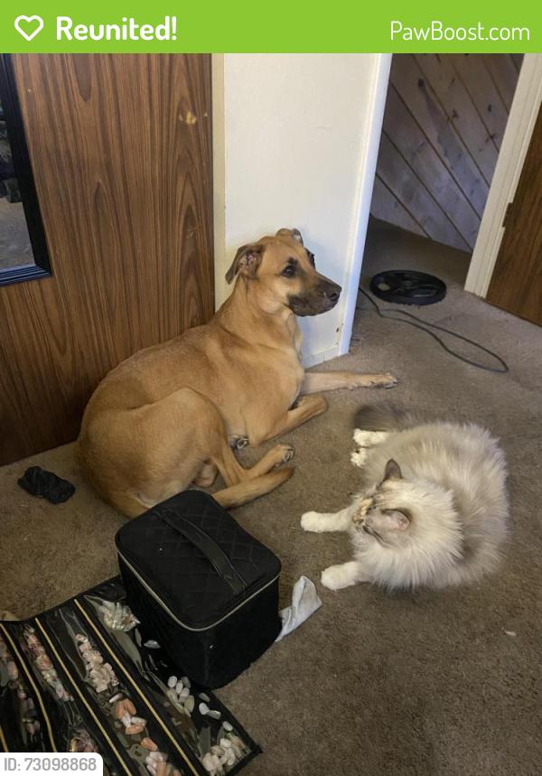 Reunited Male Dog last seen Off hunter lake and burrow , Reno, NV 89509