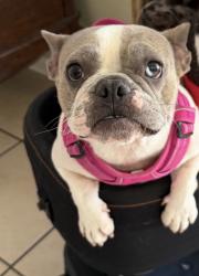 Lost Female Dog last seen Near Summit Vue Ln Woodland Hills Ca 91367, Woodland Hills, CA 91367