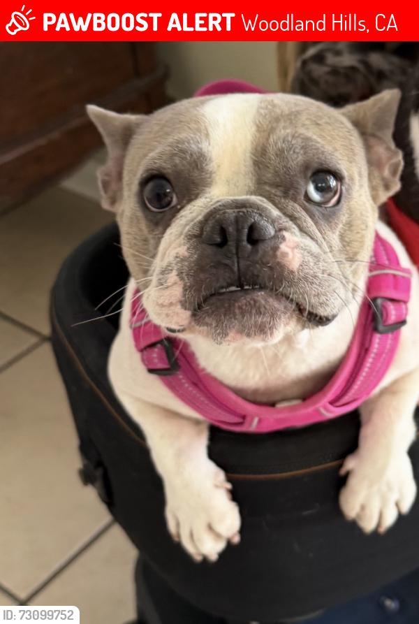 Lost Female Dog last seen Near Summit Vue Ln Woodland Hills Ca 91367, Woodland Hills, CA 91367