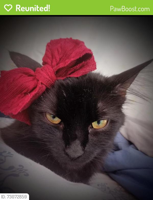 Reunited Female Cat last seen Coxwell and Gerard , Toronto, ON M4L