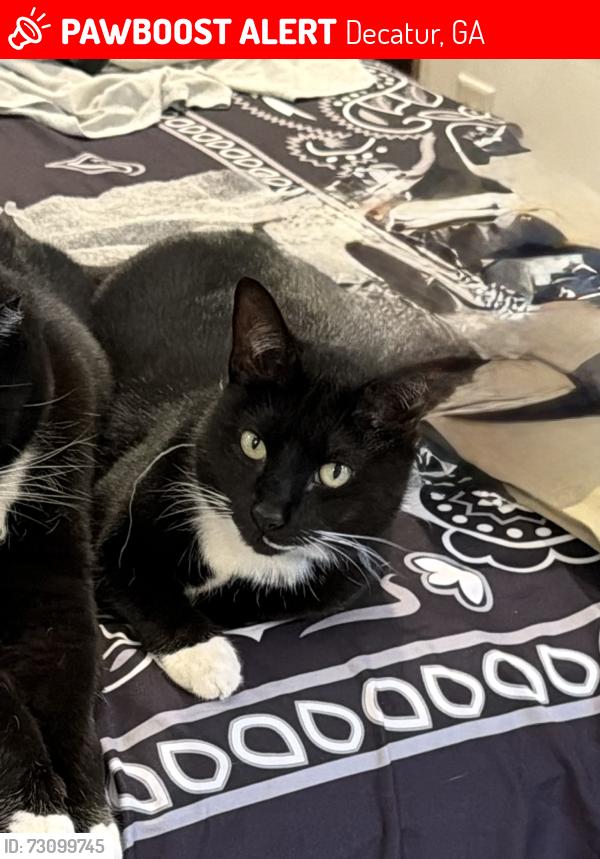 Lost Female Cat last seen Near GA DOL in Decatur near N Dekalb Mall and QT, Decatur, GA 30033