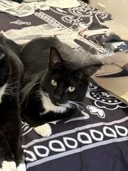 Lost Female Cat last seen Near GA DOL in Decatur near N Dekalb Mall and QT, Decatur, GA 30033