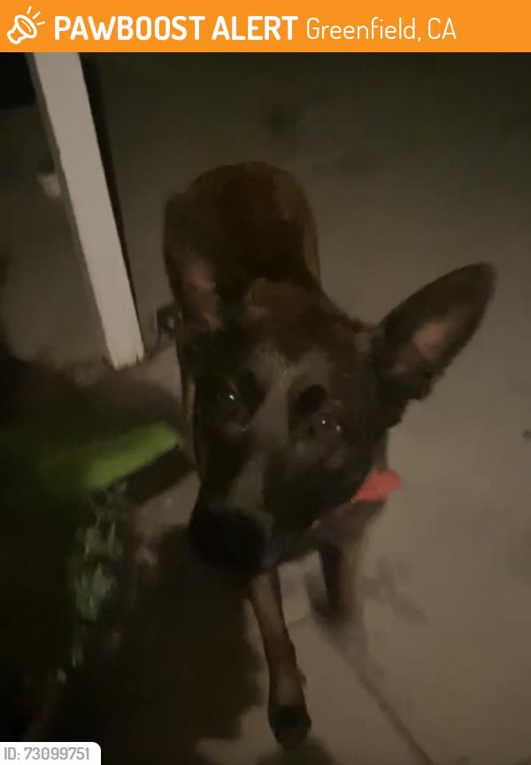 Found/Stray Male Dog last seen Near pinnacles ave greenfield ca, Greenfield, CA 93927