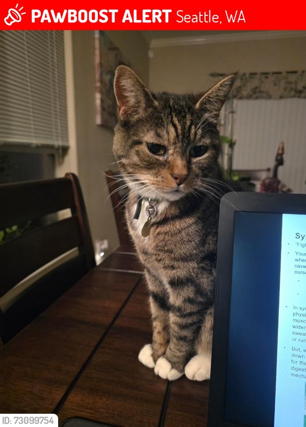 Lost Male Cat last seen 116th and Ambaum, Seattle, WA 98146