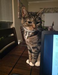 Lost Male Cat last seen 116th and Ambaum, Seattle, WA 98146