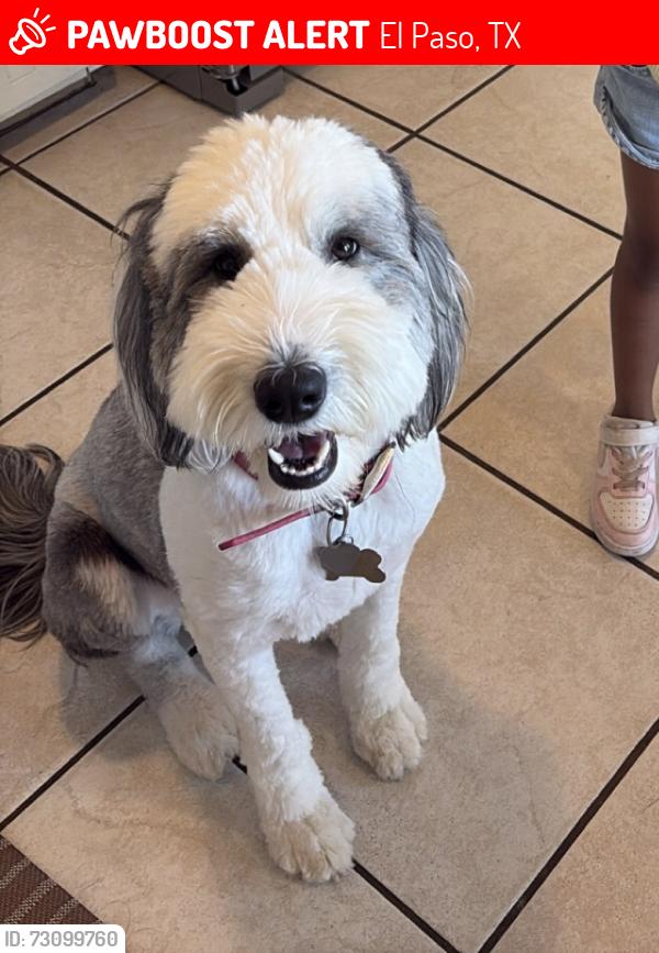 Lost Female Dog last seen Last seen in northeast area, El Paso, TX 79904