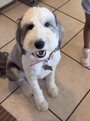 Lost Female Dog last seen Last seen in northeast area, El Paso, TX 79904