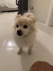 Found/Stray Unknown Dog last seen Machado dairy park, Elk Grove, CA 95757