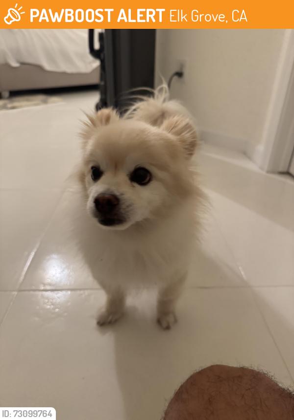 Found/Stray Unknown Dog last seen Machado dairy park, Elk Grove, CA 95757