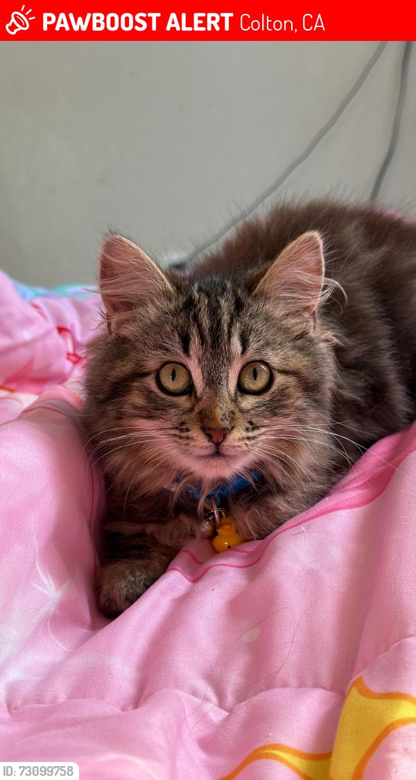 Lost Female Cat last seen Santo Antonio dr/ e Washington st colton CA, Colton, CA 92324