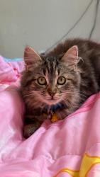 Lost Female Cat last seen Santo Antonio dr/ e Washington st colton CA, Colton, CA 92324