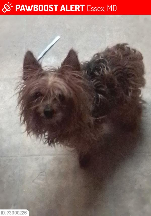 Lost Female Dog last seen Near Rumelia Circle, Essex MD 21221, Essex, MD 21221