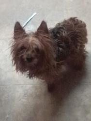 Lost Female Dog last seen Near Rumelia Circle, Essex MD 21221, Essex, MD 21221