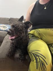 Found/Stray Male Dog last seen Satter and Ward in NE Salem, Salem, OR 97305