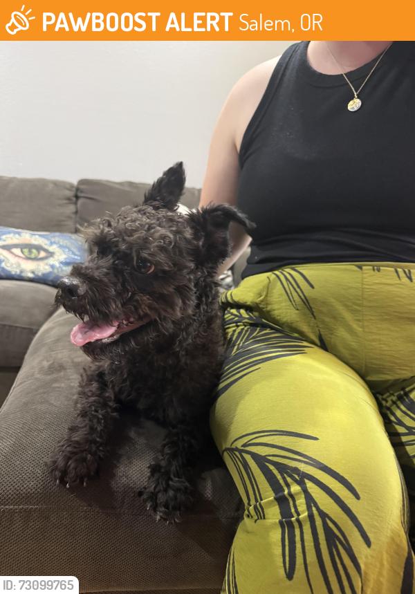 Found/Stray Male Dog last seen Satter and Ward in NE Salem, Salem, OR 97305