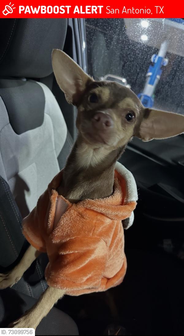 Lost Male Dog last seen Yellow Wood Dr & Seabrook Dr, San Antonio, TX 78219